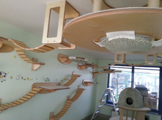 Illustration for article titled This wall furniture is the coolest thing your cat will see all day